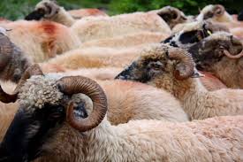 Transport ilegal de ovine, la Ovidiu