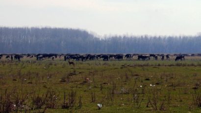 (AUDIO) Grădina: Pășunea a fost licitată, ce facem cu animalele