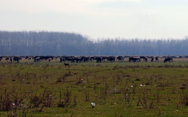 (AUDIO) Grădina: Pășunea a fost licitată, ce facem cu animalele