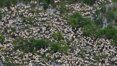 Gripa aviară, urmărită din elicopter