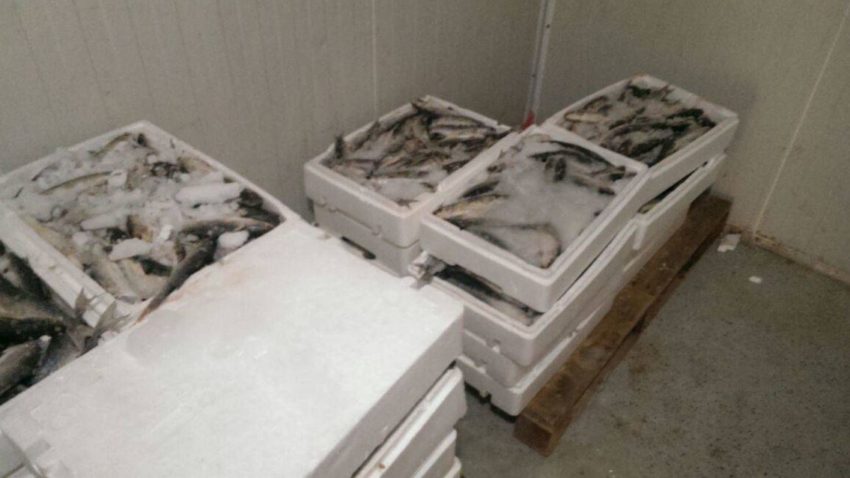Poliţiştii tocmai v-au scutit de o toxiinfecţie alimentară cu peşte