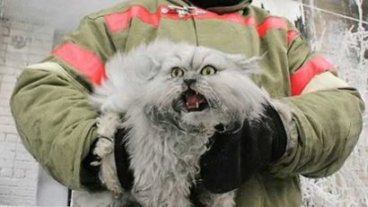 FOTO: Dacă Tom arăta aşa, Jerry ar fi avut o problemă