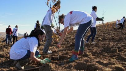 Plantări masive de copaci, la Peştera