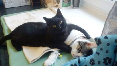 Povestea motanului care a început să îngrijească animale bolnave, după ce a fost salvat de la moarte