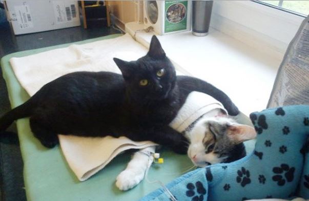 Povestea motanului care a început să îngrijească animale bolnave, după ce a fost salvat de la moarte