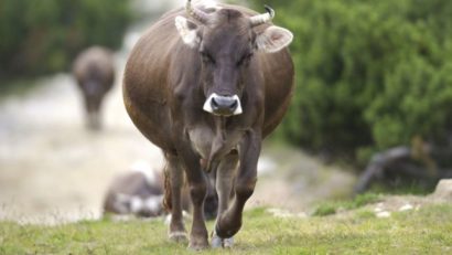 Rasova. La furat de taurine