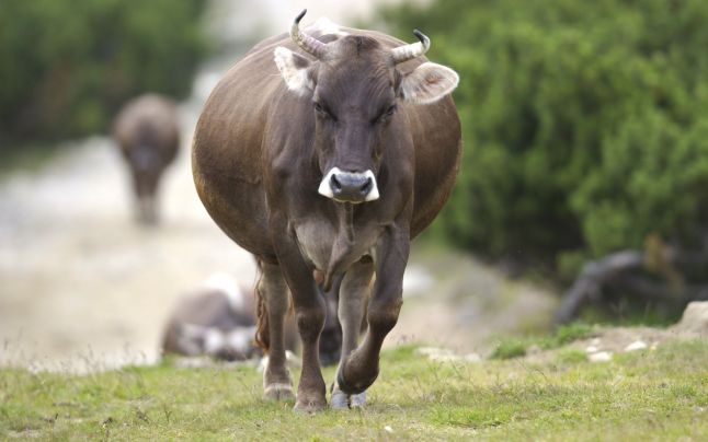 Rasova. La furat de taurine