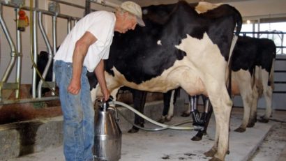 (AUDIO) Dispariţia COTEI DE LAPTE le dă fiori producătorilor din România. Vor reuşi fermierii dobrogeni să-şi menţină AFACERILE pe linia de plutire