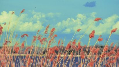 COD GALBEN de vânt puternic în Dobrogea