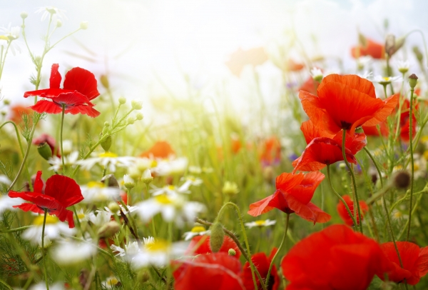 HOROSCOP 23 mai 2015