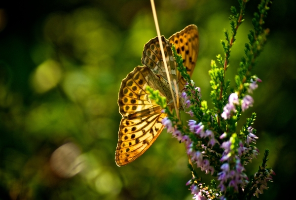 HOROSCOP 12 mai 2015