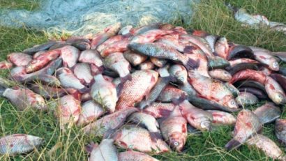 În doar o săptămână. Patru TONE de peşte braconat în Delta Dunării