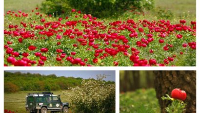 Timp liber: o călătorie printre bujorii înfloriţi din rezervaţia Enisala