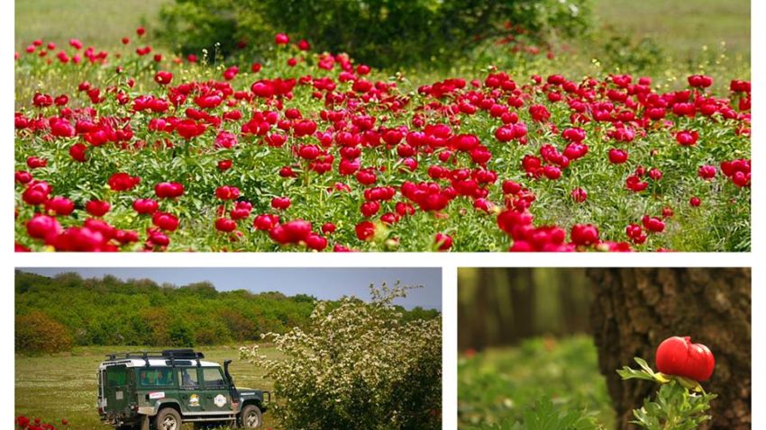 Timp liber: o călătorie printre bujorii înfloriţi din rezervaţia Enisala