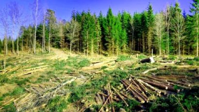 În dezbatere publică. Măsuri împotriva defrişărilor ilegale