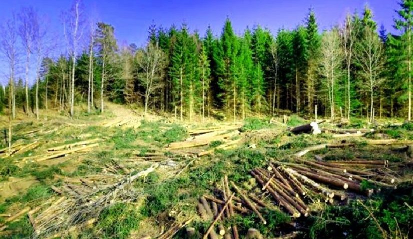 În dezbatere publică. Măsuri împotriva defrişărilor ilegale