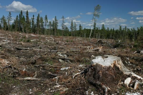 Codul Silvic a fost aprobat. Opoziţia şi investitorii americani spun că este un dezastru