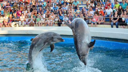 Spectacole suplimentare la Delfinariu