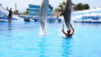 Protecţia delfinilor, pe masa parlamentarilor: în vizor, Delfinariul constănţean