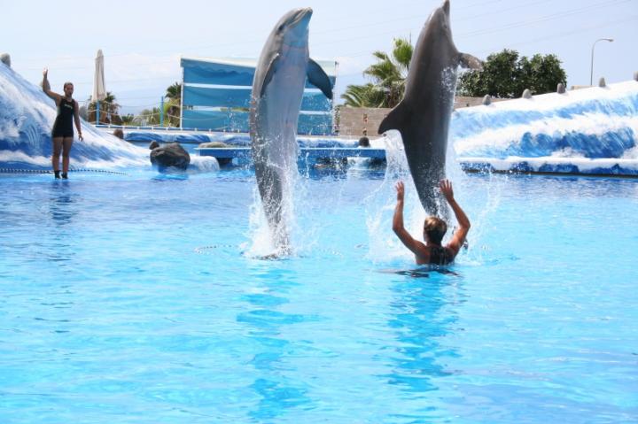 Protecţia delfinilor, pe masa parlamentarilor: în vizor, Delfinariul constănţean
