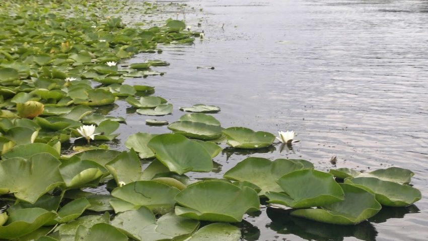 TULCEA: Turiştii au început să îşi ia online permisele de acces în Deltă