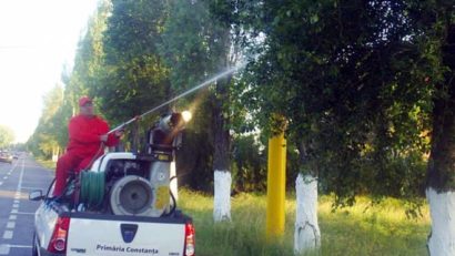 Dezinsecţie generală în Constanţa şi Mamaia