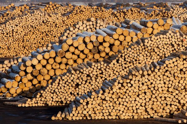 Schweighofer Holzindustrie s-ar putea retrage din România