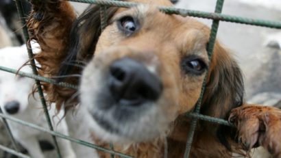 Percheziții în 4 județe, inclusiv Constanța, într-o anchetă privind uciderea ilegală a câinilor fără stăpân