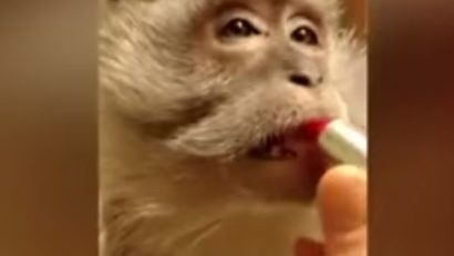 VIDEO: Cochetăria feminină nu cunoaşte limite. Nici măcar de specie