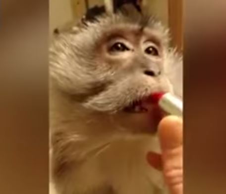 VIDEO: Cochetăria feminină nu cunoaşte limite. Nici măcar de specie
