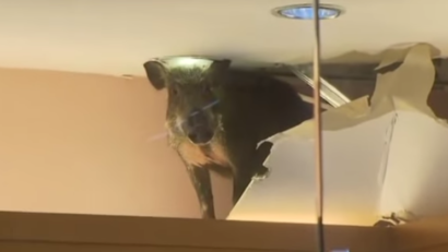 VIDEO: Mistrețul în vizită la mall