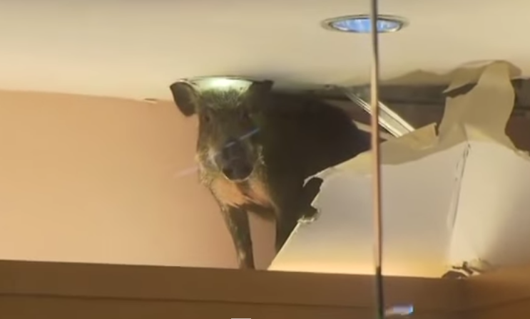 VIDEO: Mistrețul în vizită la mall