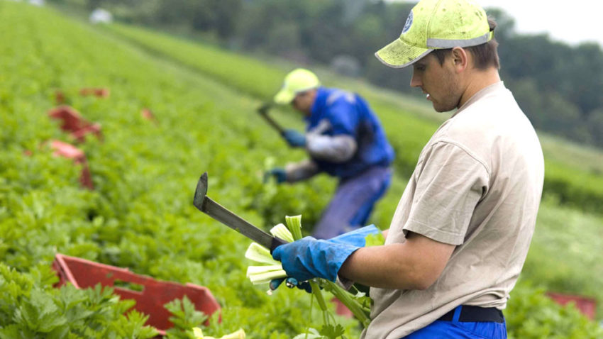 (AUDIO) Cooperativele agricole sunt avantajoase. Cine îşi doreşte întoarcerea la vechile C.A.P.