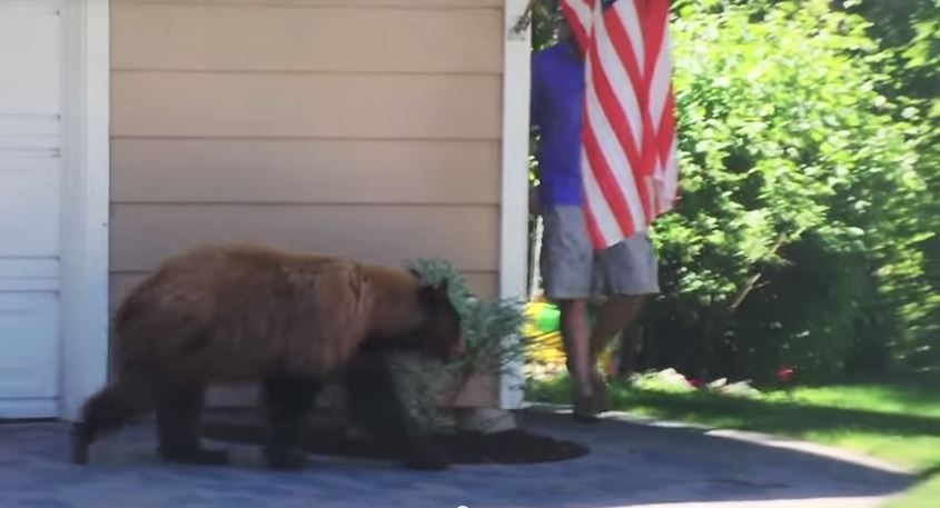 VIDEO: Când fiara încalcă teritoriul oamenilor