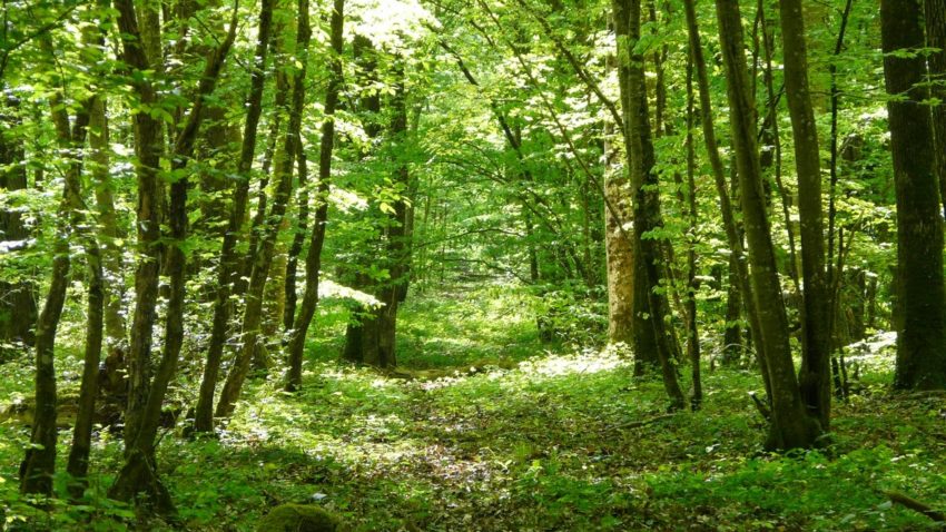 IKEA a devenit cel mai mare proprietar de pădure din România