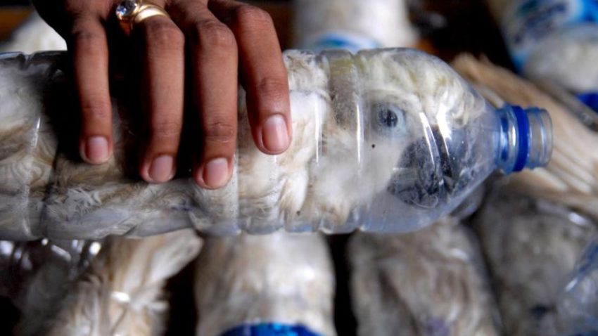 Ingeniozitatea şi cruzimea contrabandiştilor de animale nu au limite