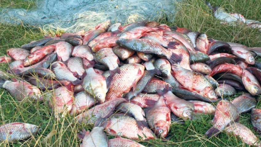 TULCEA: Sute de kilograme de peşte confiscate de poliţiştii de frontieră