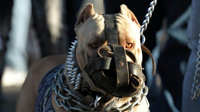 Dosar penal pentru un proprietar de pitbull. Motivul: NU ARE ASIGURARE