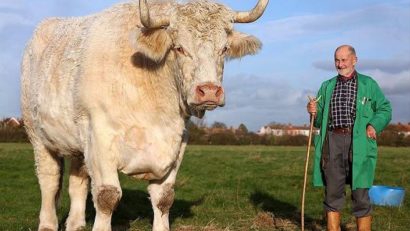 Taur de dimensiuni record, la Târgul Internaţional Agricol din Novi Sad