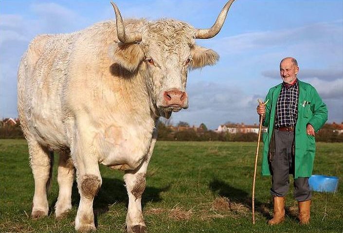Taur de dimensiuni record, la Târgul Internaţional Agricol din Novi Sad
