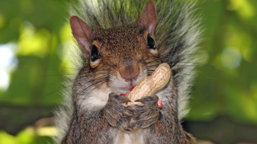 Prima ediţie a Festivalului Veveriţelor