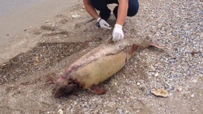 Încă un delfin a eşuat pe plajă