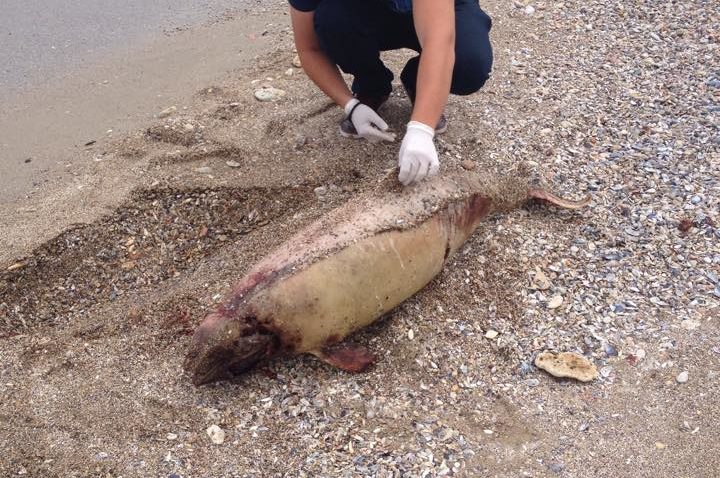 Încă un delfin a eşuat pe plajă