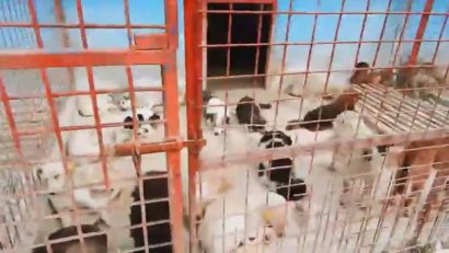 Protest în faţa Primăriei din Constanţa
