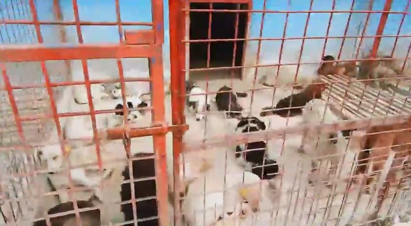 Protest în faţa Primăriei din Constanţa
