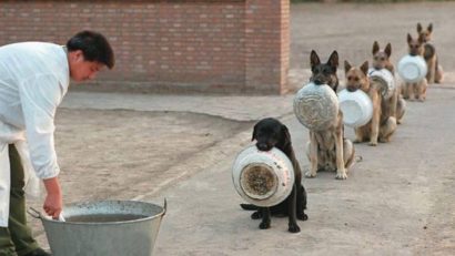 FOTO/VIDEO: Cine se împinge la coadă „ca animalele”?