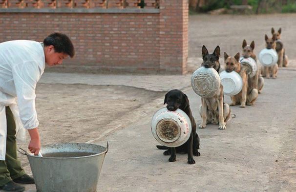 FOTO/VIDEO: Cine se împinge la coadă „ca animalele”?