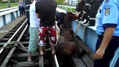 Cal rămas blocat între șinele de tren, la Năvodari