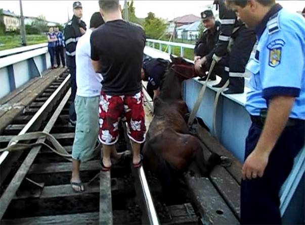 Cal rămas blocat între șinele de tren, la Năvodari