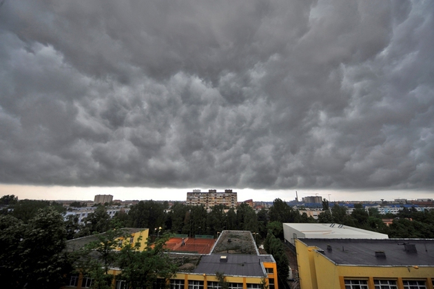 Cod galben de vijelie în Ialomița